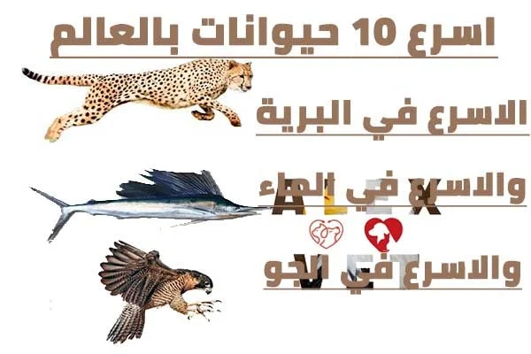 اسرع 10 حيوانات في العالم بالترتيب