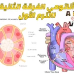 شرح منهج تشريح الفرقة الثانية طب بيطري