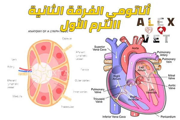 شرح منهج تشريح الفرقة الثانية طب بيطري