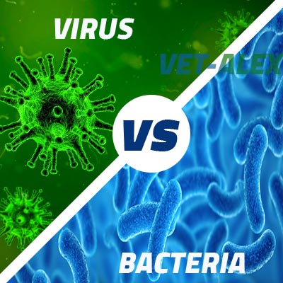 صورة مقارنة بين الفيروسات والبكتيريا