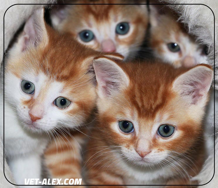 صورة لمجموعة قطط صغيرة لطيفة