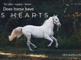 هل يمتلك الحصا خمسة قلوب؟