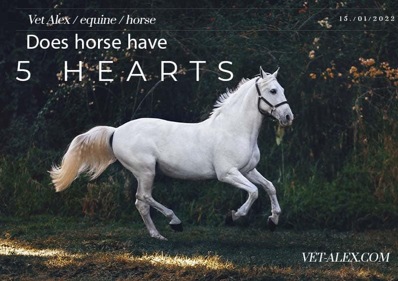 هل يمتلك احصان خمسة قلوب؟