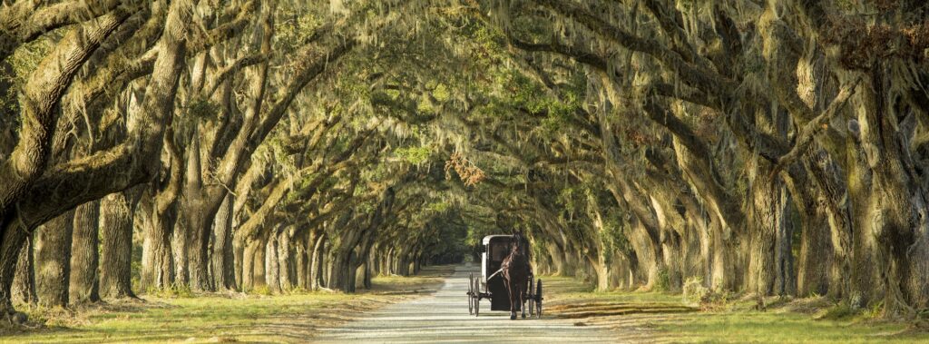 Carriage on Southern Plantation.