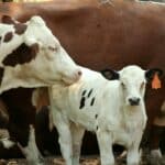 Cow and Calf