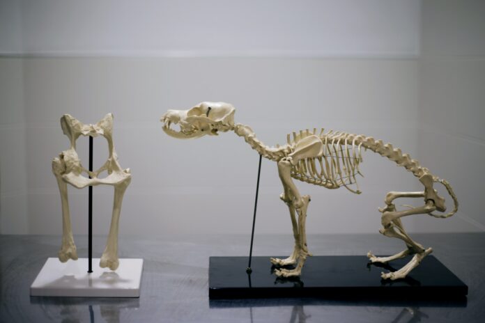 Dog Skeletons In Hospital