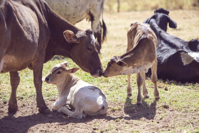 Farm Cow