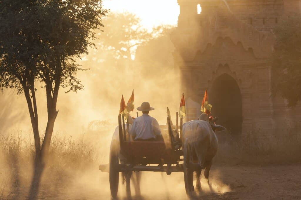 Rear view of man on ox cart driving past pagoda at sunset.