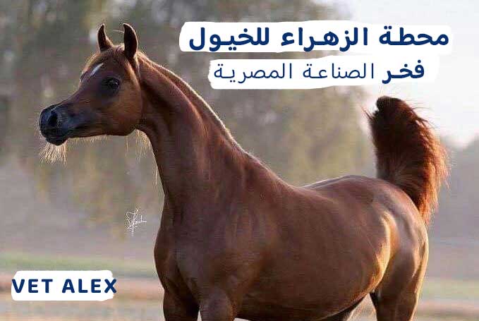 محطة الزهراء للخيول العربية