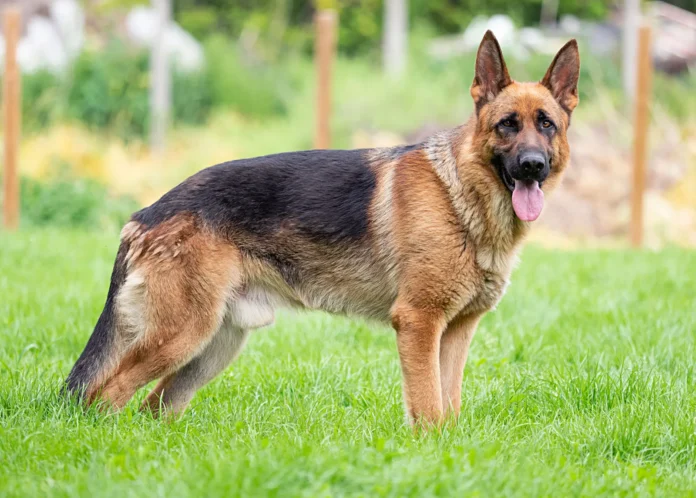 German Shepherd dog