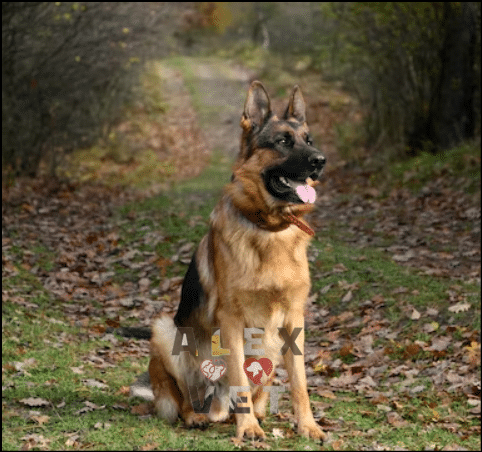germán shepherd dog