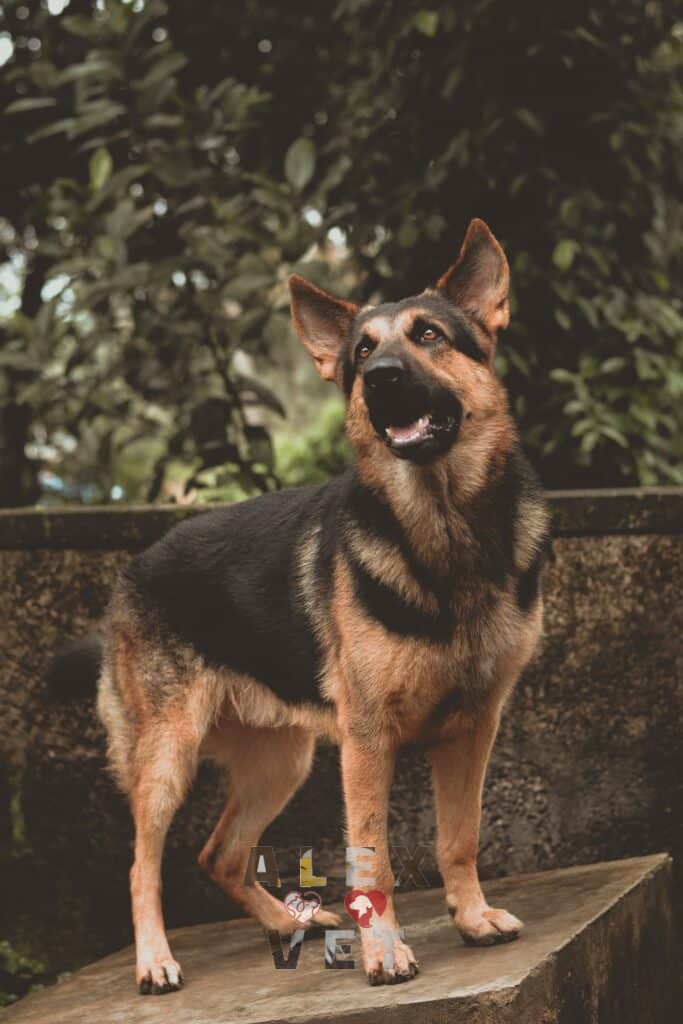 german shepherd vet-alex