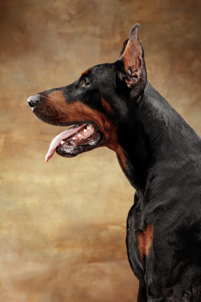 Doberman dog