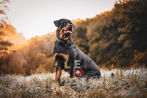 rottweiler dogs