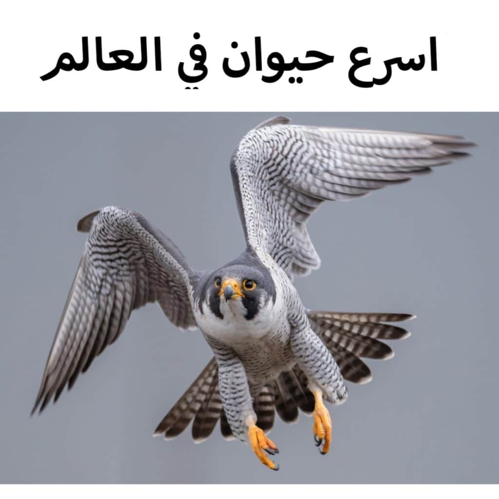 أسرع حيوان في العالم صقر الشاهين