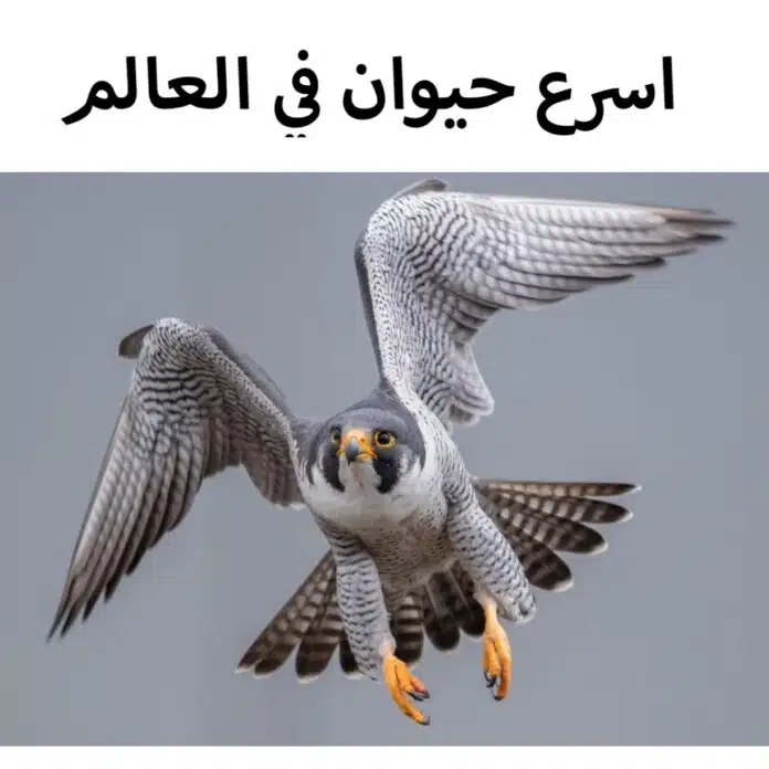 اسرع حيوان في العالم - صقر الشاهين