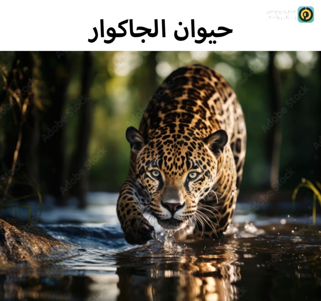 جاكوار حيوان