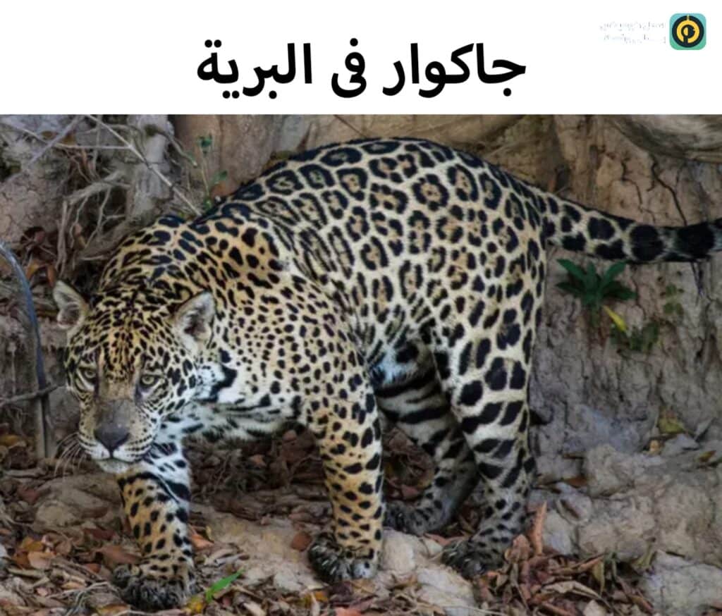 جاكوار
