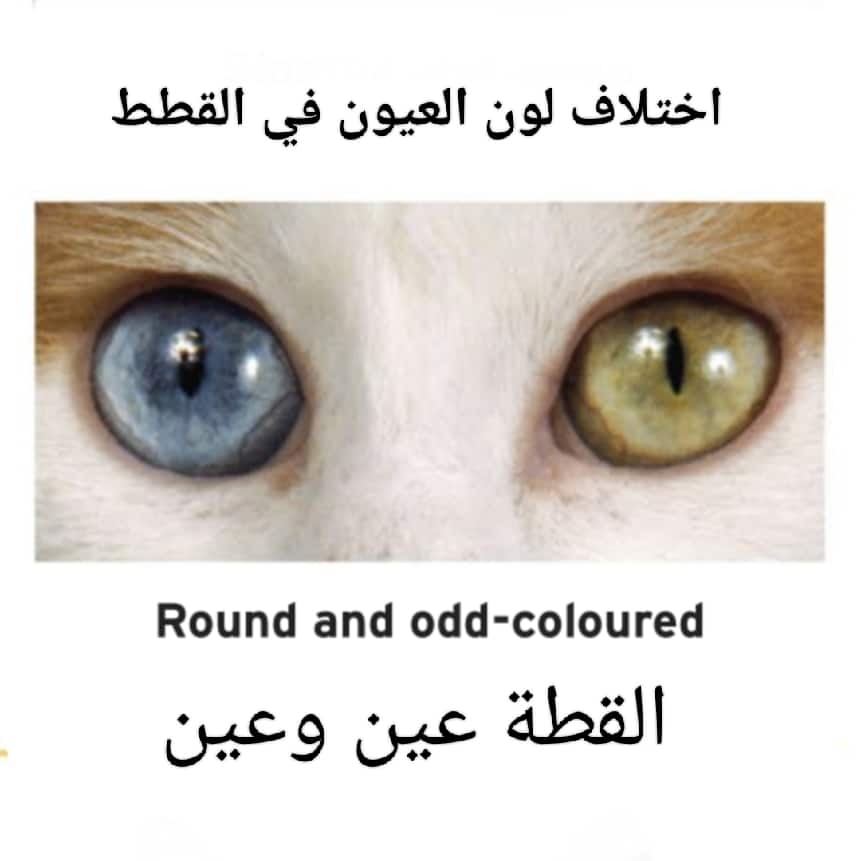 القطة عين زرقاء وعين صفراء