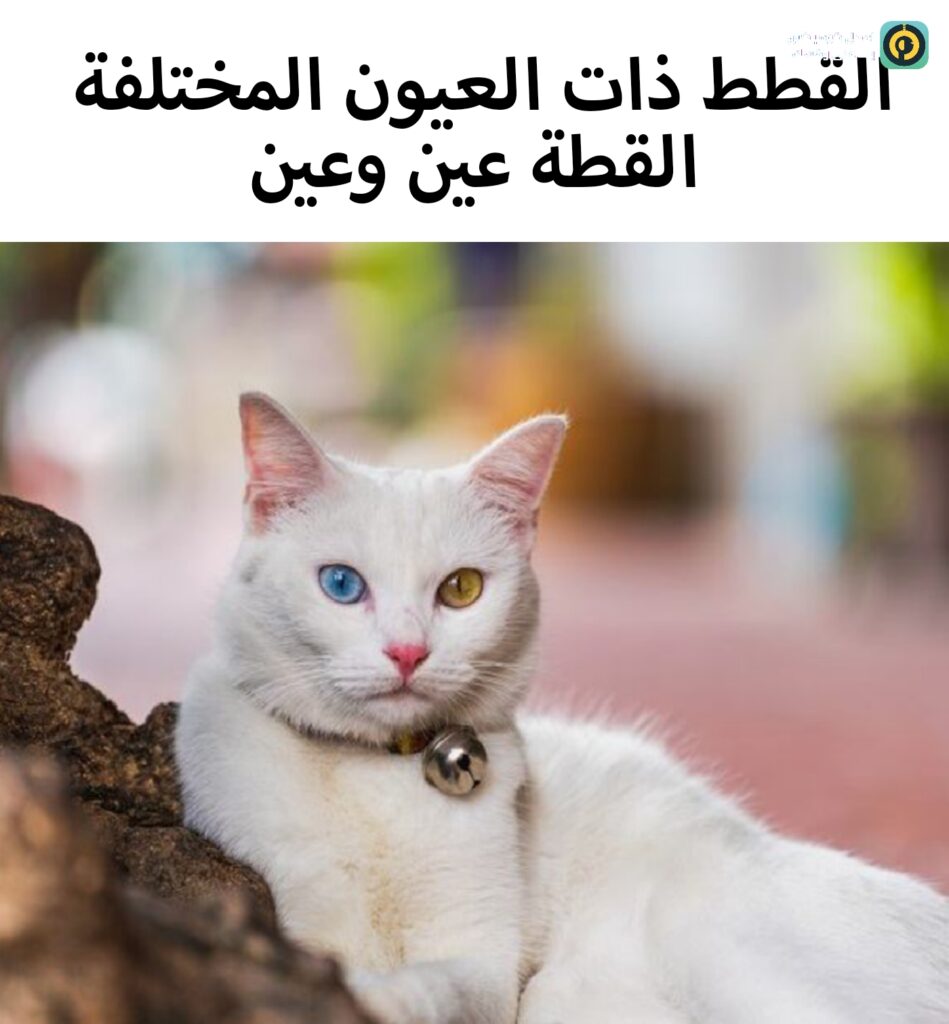 ألوان العيون المختلفة في القطط