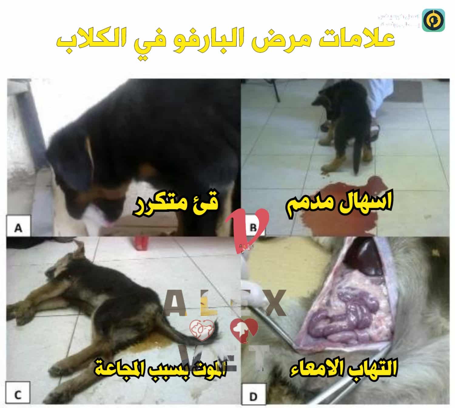 تعرف علي مرض فيروس البارفو في الكلاب الصغيرة – الجرو –