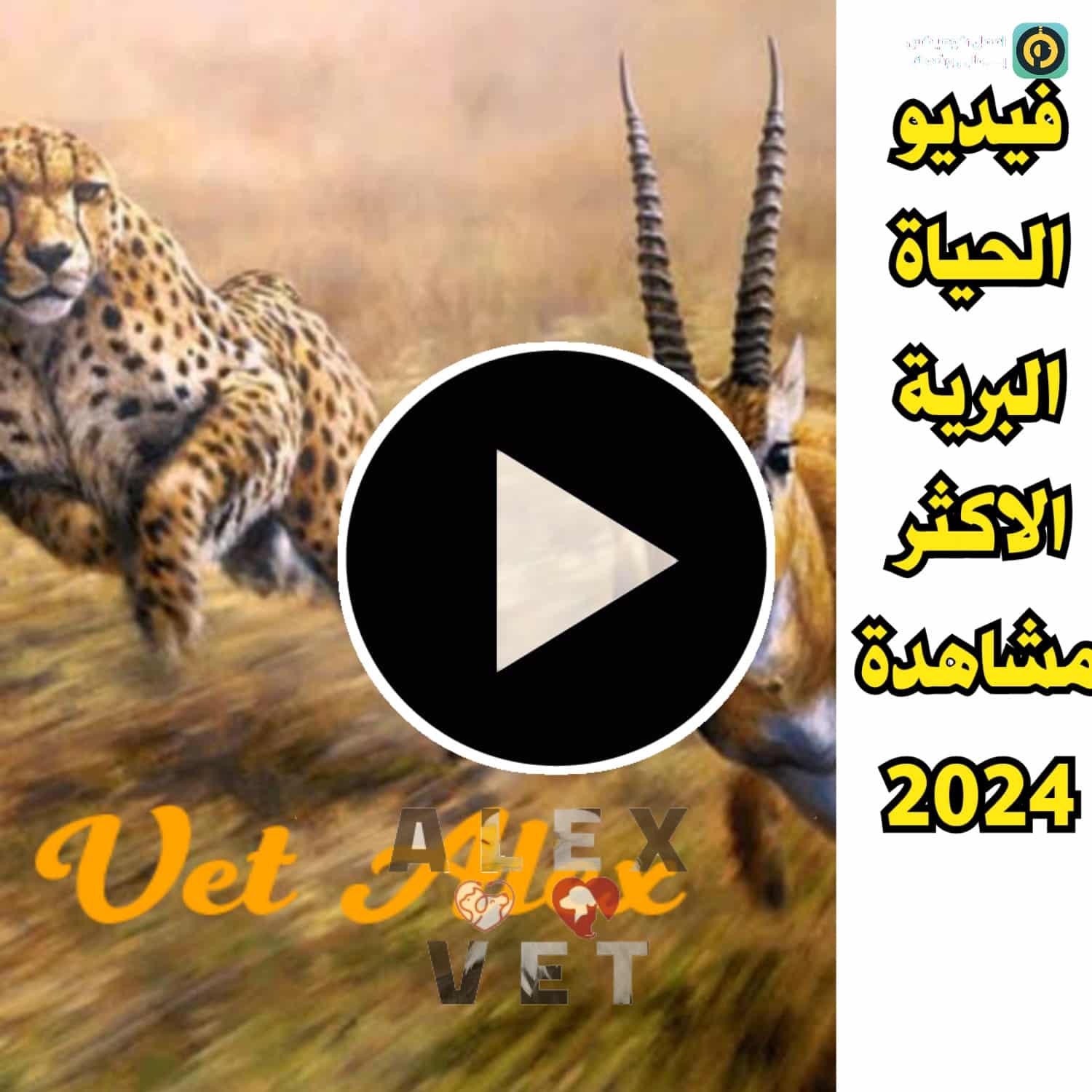 فيديو الحياة البرية الاكثر مشاهدة في 2025 الفهد الصياد ضد الغزالة الرشيقة
